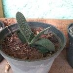 Gasteria excelsa Hostoa