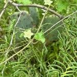 Matelea reticulata Fleur