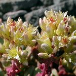 Sedum oregonense