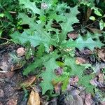 Acanthus ilicifolius Leaf