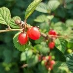 Prunus tomentosa Fruto