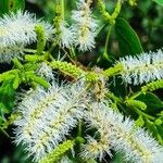 Mimosa caesalpiniifolia Fleur