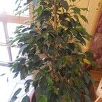 Ficus longifolia Hostoa