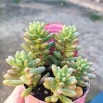 Sedum × rubrotinctumLeaf