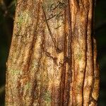 Bauhinia longicuspis Kora