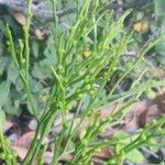 Psilotum nudum Leaf