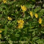 Hieracium prenanthoides Flower