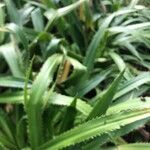 Eryngium bromeliifolium Hoja