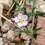 Spergularia rubra Flor