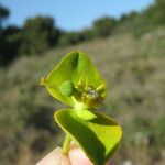 Euphorbia dendroides ᱵᱟᱦᱟ