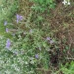 Phacelia tanacetifoliaFlower