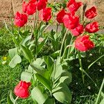 Tulipa agenensis Συνήθη χαρακτηριστικά