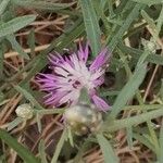 Centaurea asperaКвітка