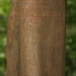 Vouacapoua americana Bark