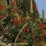 Aloe × caesia