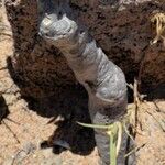 Adenium boehmianum Φλοιός