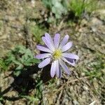 Anemone blanda Flor