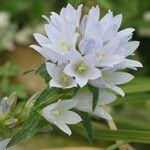Campanula moesiaca Flower