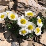 Ranunculus glacialis Fula