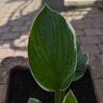 Calla palustrisLeaf