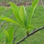 Oemleria cerasiformis Blatt