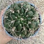 Gymnocalycium pflanziiYaprak