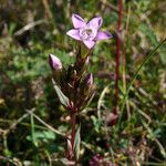 Gentianella amarella പുഷ്പം