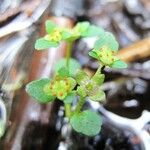 Chrysosplenium americanum عادت