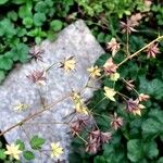 Thalictrum delavayi Плод