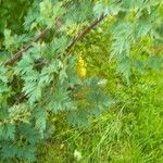 Rubus nemoralis Blad