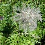 Pulsatilla alpina Fruit