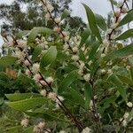 Hakea dactyloides Habitus