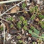 Galium murale Feuille