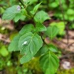 Ocimum carnosum Frunză