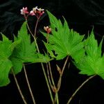 Begonia sikkimensis Хабит