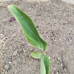 Canna glauca Folha