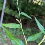 Persicaria mitis पत्ता