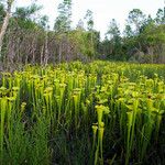 Sarracenia flava Hábito