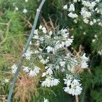 Asparagus umbellatus Flor