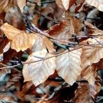 Fagus sylvatica Blad