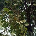 Cordia myxa Leaf