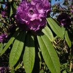 Rhododendron niveum Blüte
