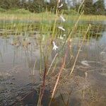 Lobelia dortmanna Alkat (teljes növény)