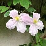 Clematis chrysocoma Flor