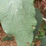 Viburnum carlesii Leaf