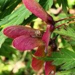 Acer japonicum Frukto