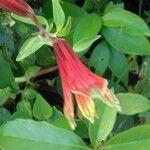 Alstroemeria psittacina Blomst