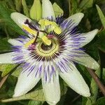 Passiflora caeruleaᱵᱟᱦᱟ