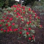 Rhododendron argipeplum Hábito
