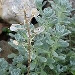 Alyssum montanum Fruit